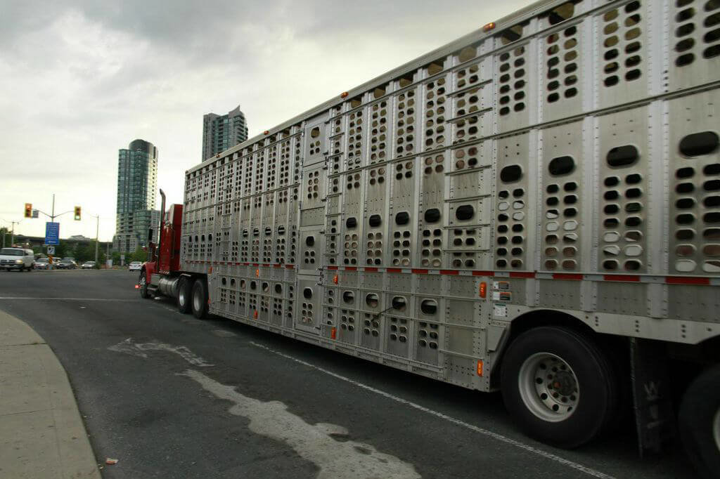 Rusia interzice produsele de porc și tranzitul porcilor vii din România