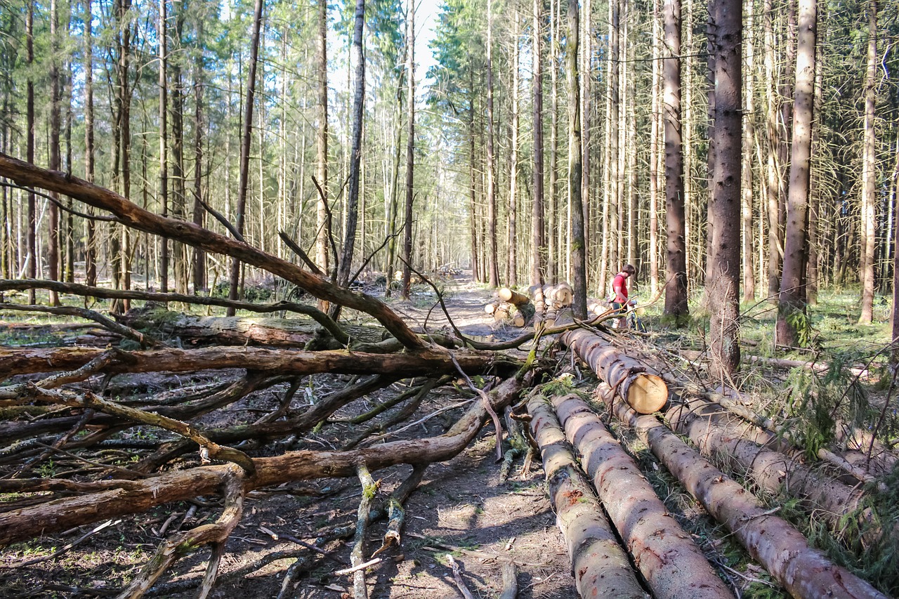 Németország : ideiglenesen, regionálisan felfüggesztik a kabotázst szabályozó előírásokat