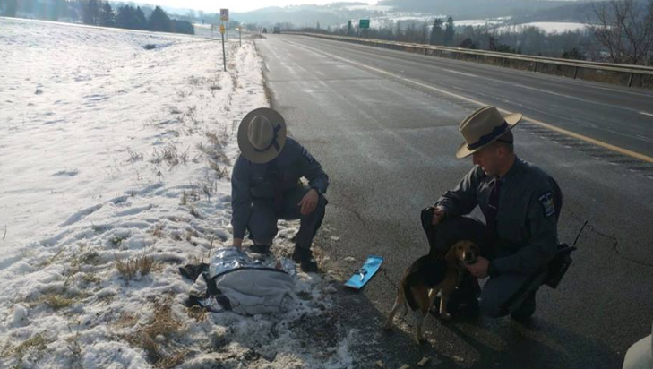 Trucker uratował dwa psy wyrzucone na pobocze. Policja szuka właściciela